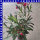 Nerium oleander 18 cm Topf