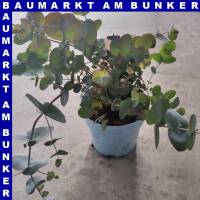 Eukalyptus Blaue Liebe 16 cm Topf