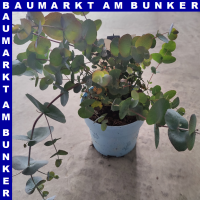 Eukalyptus Blaue Liebe 16 cm Topf