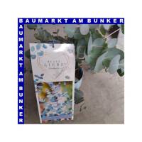 Eukalyptus Blaue Liebe 16 cm Topf