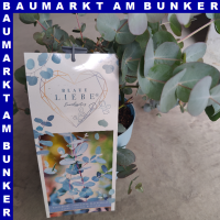 Eukalyptus Blaue Liebe 16 cm Topf