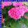 Hortensie Hydrangea gemischt 19 cm Topf