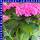 Hortensie Hydrangea gemischt 19 cm Topf