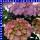 Hortensie Hydrangea gemischt 19 cm Topf