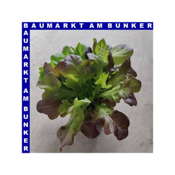 Salat Mix 12 cm Topf