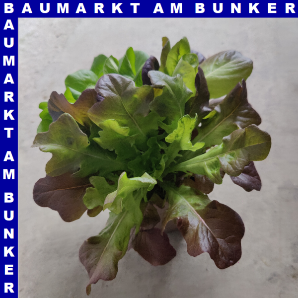 Salat Mix 12 cm Topf
