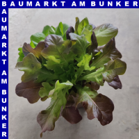 Salat Mix 12 cm Topf