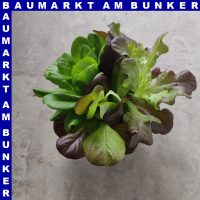 Salat Mix 12 cm Topf
