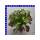 Salat Mix 12 cm Topf