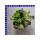 Salat Mix 12 cm Topf