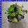 Salat Mix 12 cm Topf