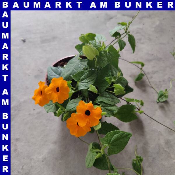 Thunbergia alata Schwarzäugige Susanne 12 cm Topf