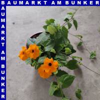 Thunbergia alata Schwarzäugige Susanne 12 cm Topf