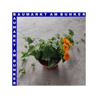 Thunbergia alata Schwarzäugige Susanne 12 cm Topf