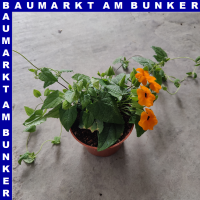 Thunbergia alata Schwarzäugige Susanne 12 cm Topf