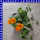 Thunbergia alata Schwarzäugige Susanne 12 cm Topf