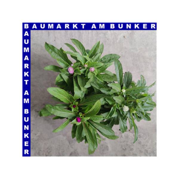 Gomphrena globosa Kugelamarant 12 cm Topf