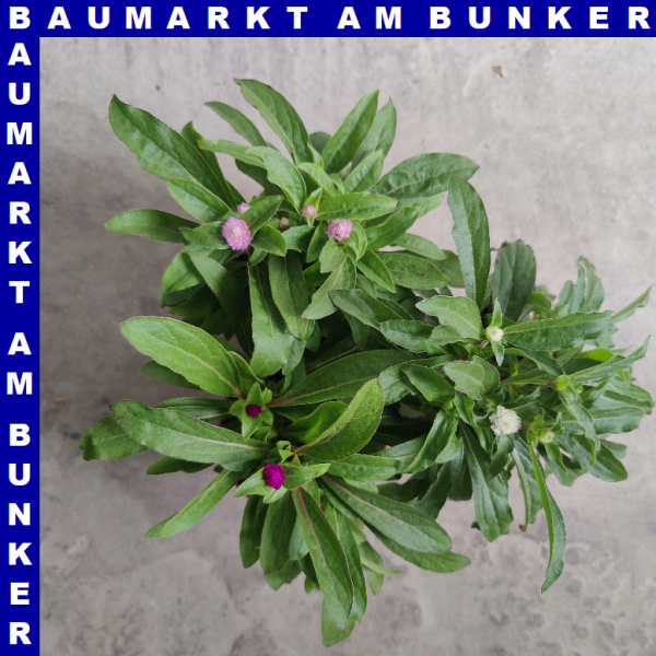 Gomphrena globosa Kugelamarant 12 cm Topf