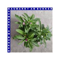 Gomphrena globosa Kugelamarant 12 cm Topf
