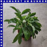 Gomphrena globosa Kugelamarant 12 cm Topf