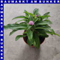 Gomphrena globosa Kugelamarant 12 cm Topf