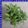 Gomphrena globosa Kugelamarant 12 cm Topf