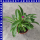 Gomphrena globosa Kugelamarant 12 cm Topf