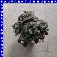 Polygonum capitatum Vogelknöterich 12 cm Topf
