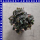 Polygonum capitatum Vogelknöterich 12 cm Topf
