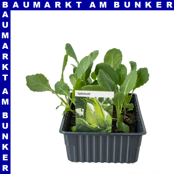 Spitzkohl 9 St in Schale