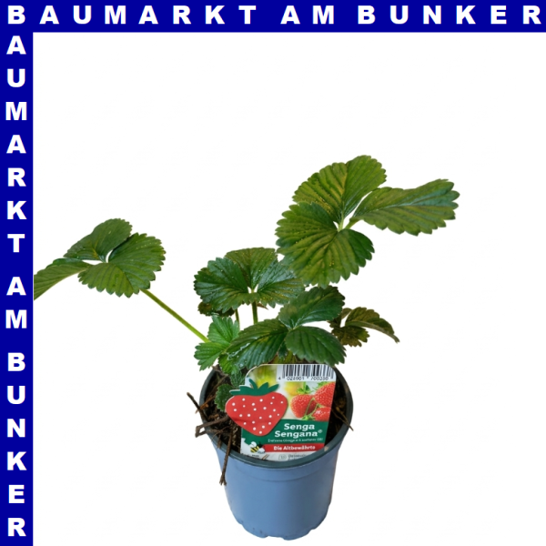 Erdbeeren Senga Sengana 9 cm Topf