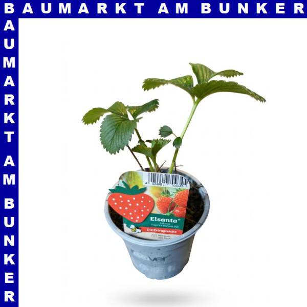 Erdbeeren Elsanta 9 cm Topf