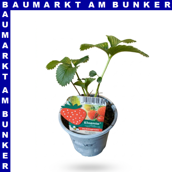 Erdbeeren Elsanta 9 cm Topf