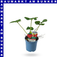 Erdbeeren Korona 9 cm Topf