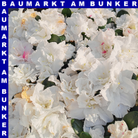 Rhododendron simsii Indische Azalee 13 cm Topf