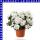 Rhododendron simsii Indische Azalee 13 cm Topf