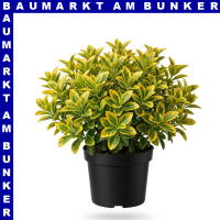 Spindelstrauch Euonymus 9 cm Topf