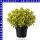 Spindelstrauch Euonymus 9 cm Topf