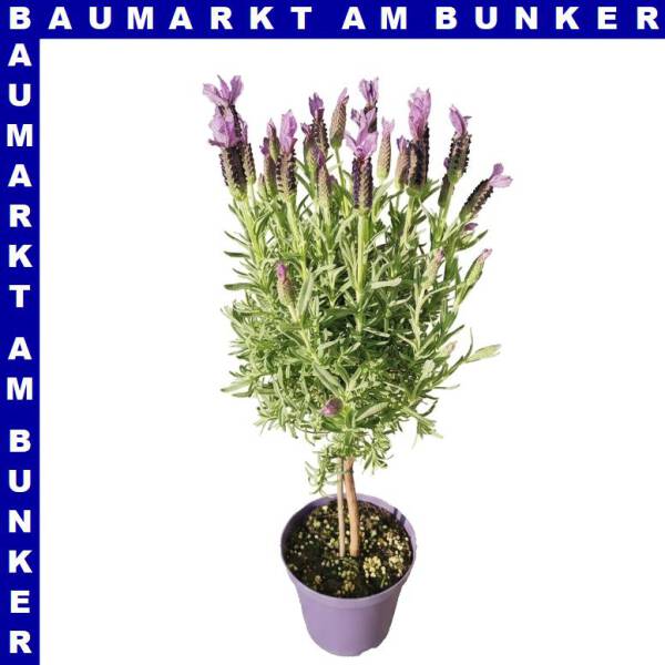 Lavendel Lavandula stoechas Stämmchen 14 cm Topf