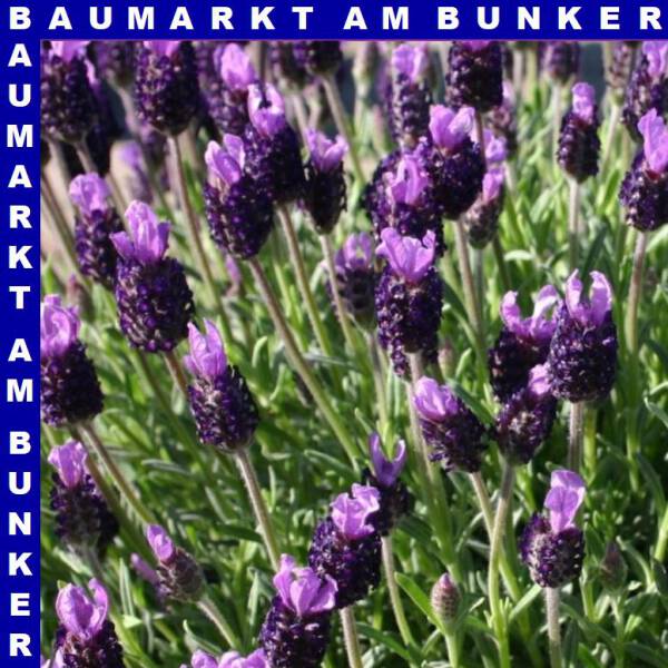 Lavendel Lavandula stoechas T14