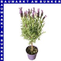 Lavendel Lavandula stoechas Stämmchen 14 cm Topf