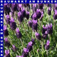 Lavendel Lavandula stoechas T14