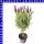 Lavendel Lavandula stoechas Stämmchen 14 cm Topf