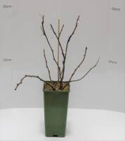 Himbeere ZEFA III 2 L 11 cm Topf