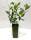 Aronia Busch Nero - Bio Apfelbeere 2 L Topf
