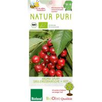 Bio Säulen Süßkirschbaum rot Aroma spur