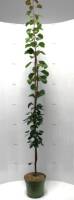 Bio Säulen Aprikosebaum Aroma spur