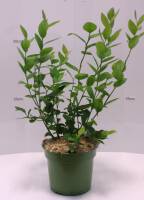 Bio Heidelbeere Vaccinium Bluecrop 3 L