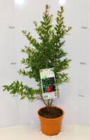 Bio Granatapfel Mollar kernlos 3 L