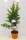 Bio Granatapfel Mollar kernlos 3 L